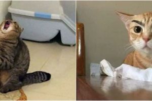 10 Status lucu WA kucing lagi kerja ini bikin gemas sambil cekikikan