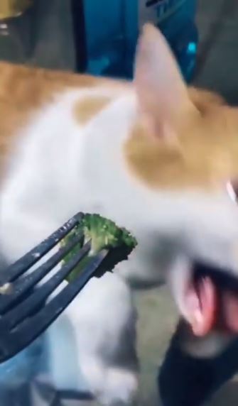 Diberi sayur oleh pemiliknya, kucing ini tunjukkan ekspresi kocak