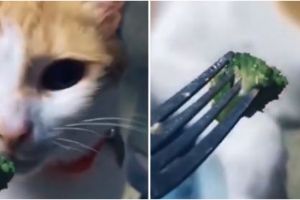 Diberi sayur oleh pemiliknya, kucing ini tunjukkan ekspresi kocak