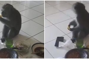 Viral video monyet tiba-tiba masuk rumah dan ikut makan rujak