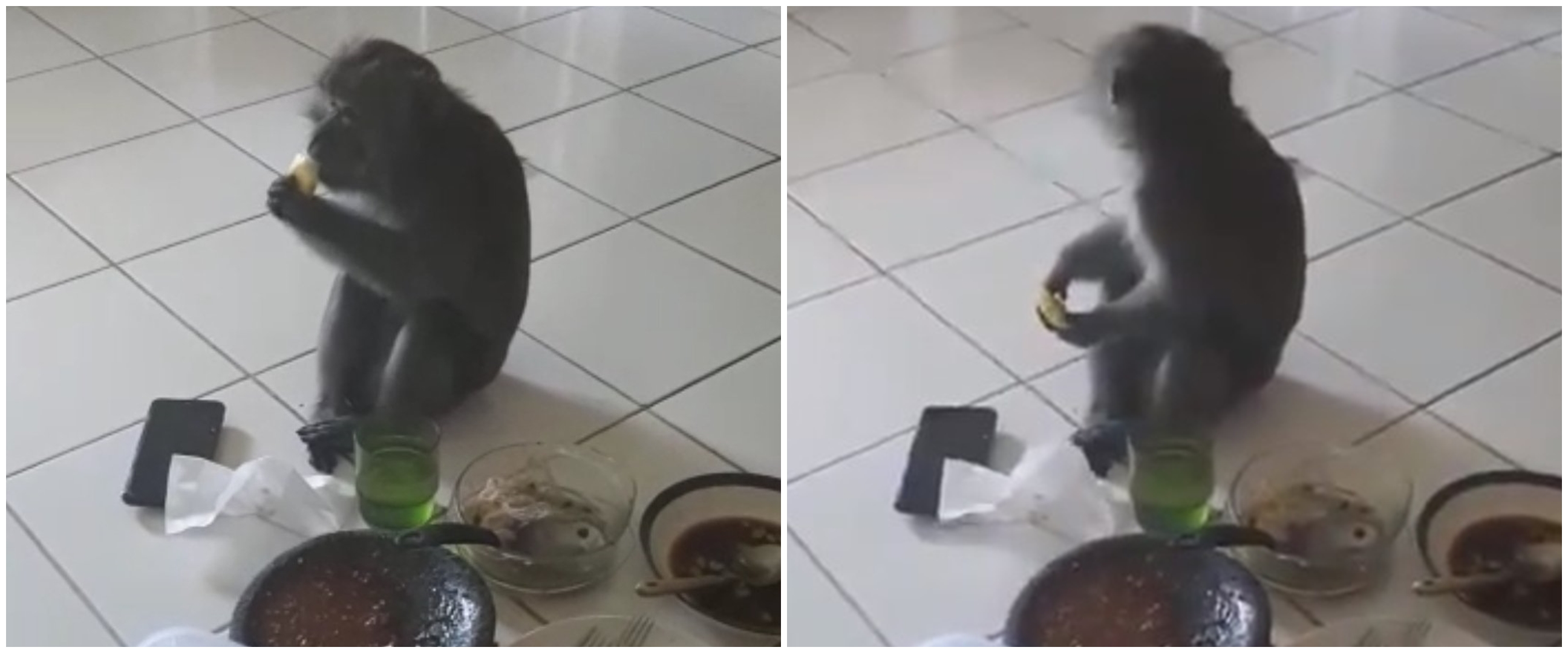 Viral video monyet tiba-tiba masuk rumah dan ikut makan rujak