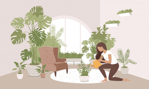 8 Cara merawat tanaman janda bolong agar tetap subur