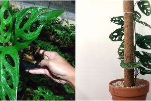 8 Cara merawat tanaman janda bolong agar tetap subur