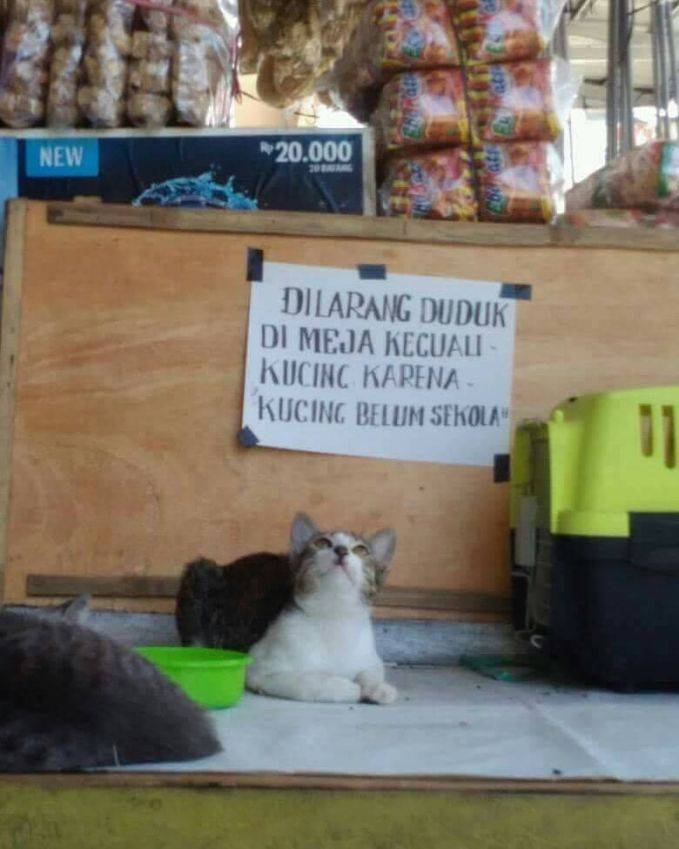 9 Peringatan untuk hewan ini bikin yang lihat ngerutin dahi