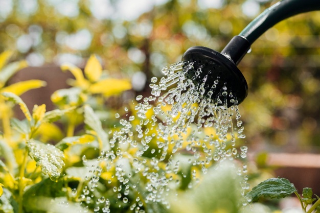 6 Cara merawat tanaman keladi agar tumbuh subur