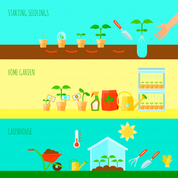 6 Cara merawat tanaman keladi agar tumbuh subur