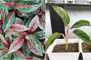 7 Cara merawat tanaman aglonema agar subur dan cepat berkembang biak