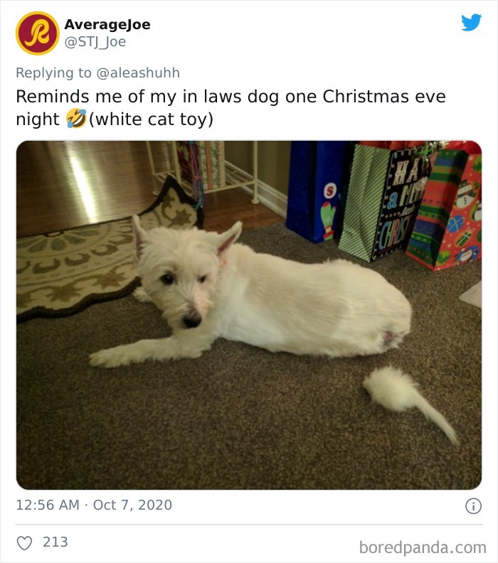 10 Potret 'tipuan' hewan, bikin deg-degan pemilik