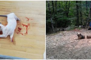 10 Potret 'tipuan' hewan, bikin deg-degan pemilik