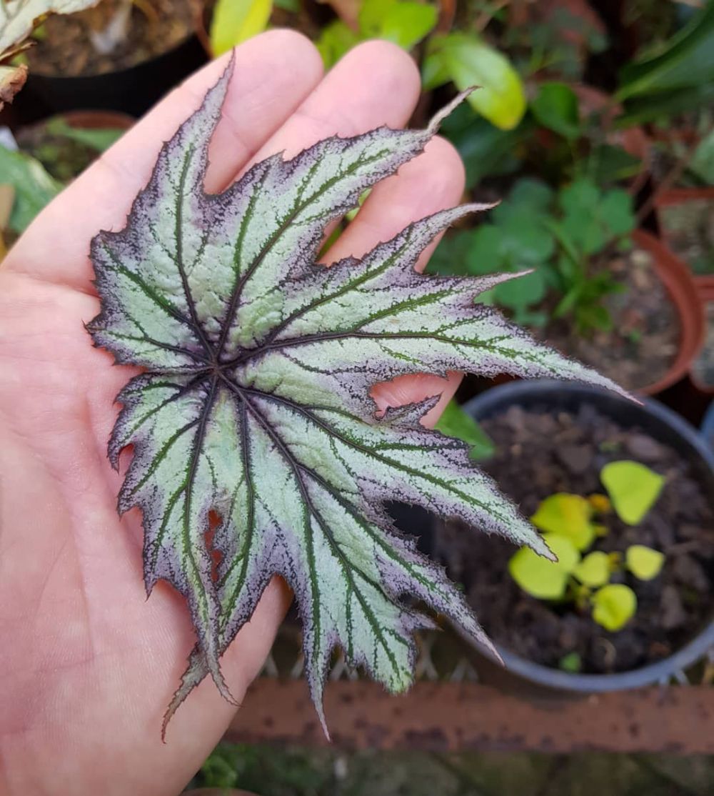 5 Cara Merawat Tanaman Begonia Agar Makin Cantik Dan Subur