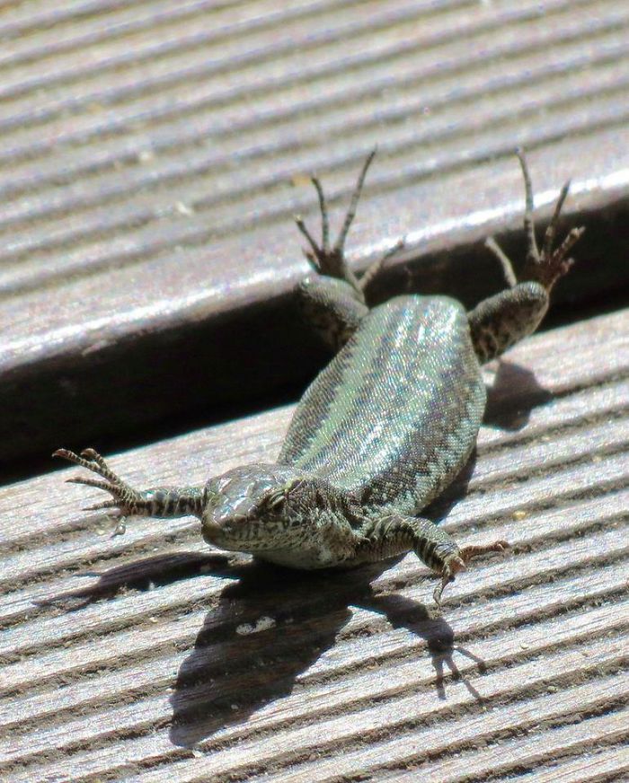 10 Penampakan hewan dalam kesulitan ini bikin miris