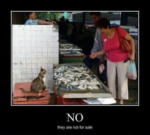 10 Meme lucu kalau hewan peliharaan dan majikan tukar peran