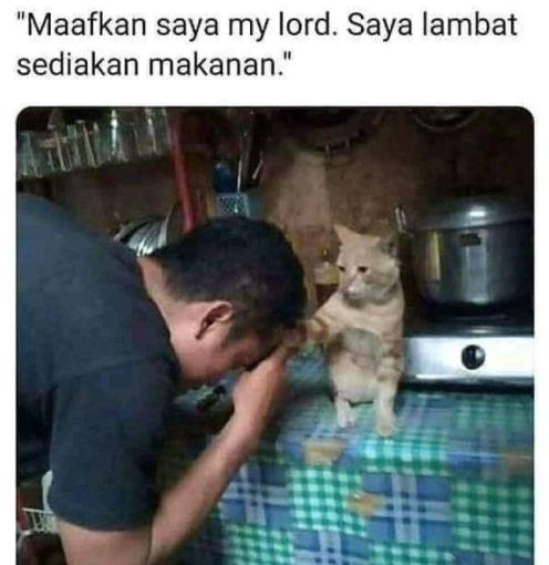 10 Meme lucu kalau hewan peliharaan dan majikan tukar peran