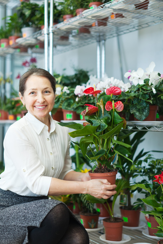 5 Cara merawat tanaman Anthurium agar indah dan tumbuh subur