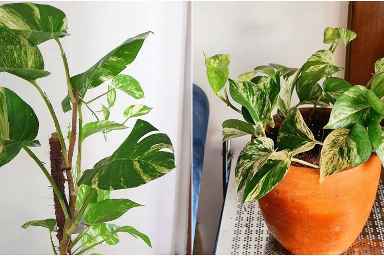 Agar Tanaman Selalu Hijau Dan Subur Perlu Diberi – Belajar.Lif.co.id