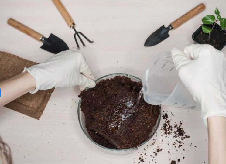 5 Cara merawat tanaman lidah mertua agar indah dan antilayu