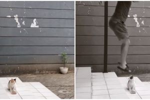 Viral lelaki terlihat mau injak kucing, endingnya bikin tepuk jidat