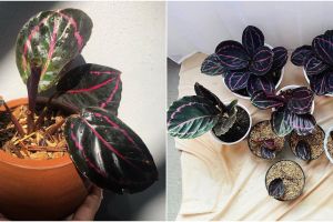 Cara menanam dan merawat calathea black lipstick untuk pemula