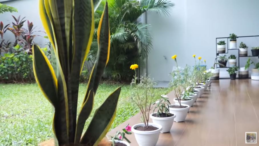 10 Penampakan rumah sementara Zaskia Sungkar, penuh koleksi tanaman