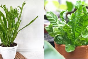 Cara menanam dan merawat kadaka agar subur dan indah