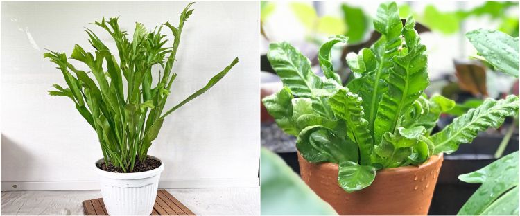 Cara Menanam Dan Merawat Kadaka Agar Subur Dan Indah