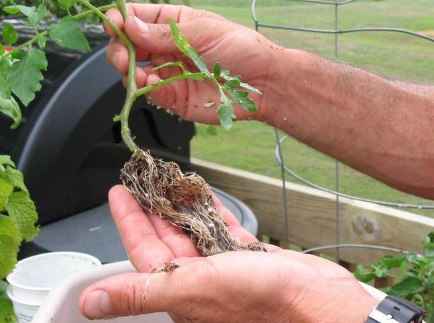 7 Cara menanam tanaman hidroponik untuk pemula, mudah dibuat