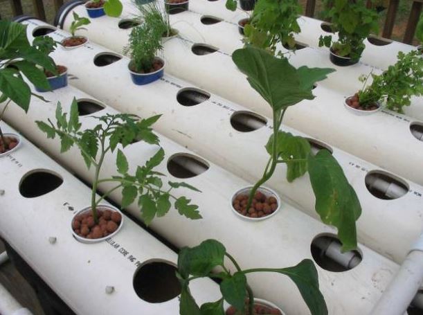 7 Cara menanam tanaman hidroponik untuk pemula, mudah dibuat