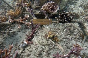 Hotel ini gelar aksi penataan kembali dan perlindungan terumbu karang