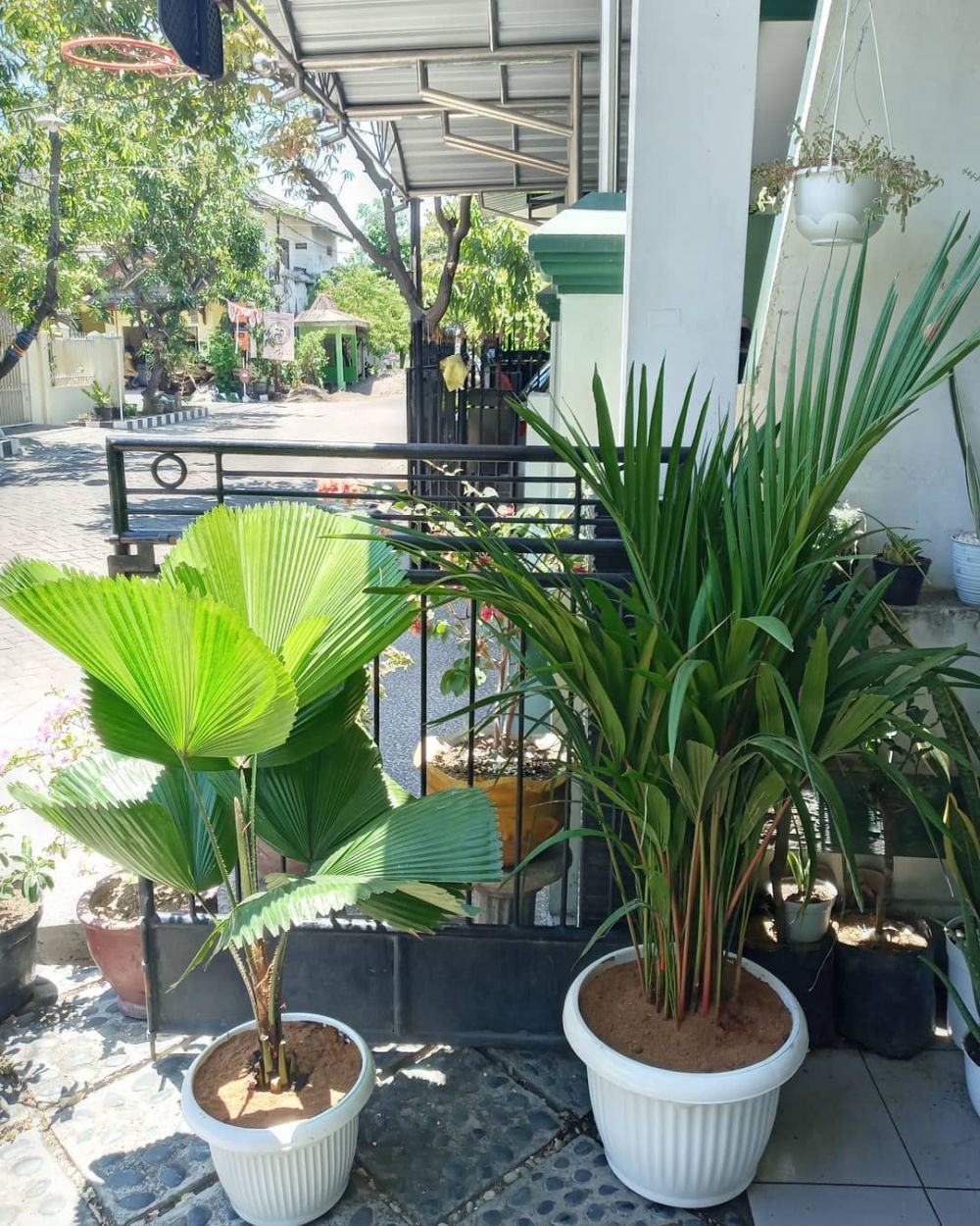 Cara menanam dan merawat pohon palem agar indah dan sehat