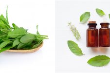 10 Manfaat daun kemangi untuk kesehatan, turunkan gula darah