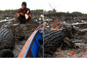 Kisah persahabatan pria Bontang dengan buaya selama 14 tahun