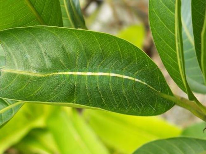 20 Potret kamuflase hewan ini bikin mata terkecoh