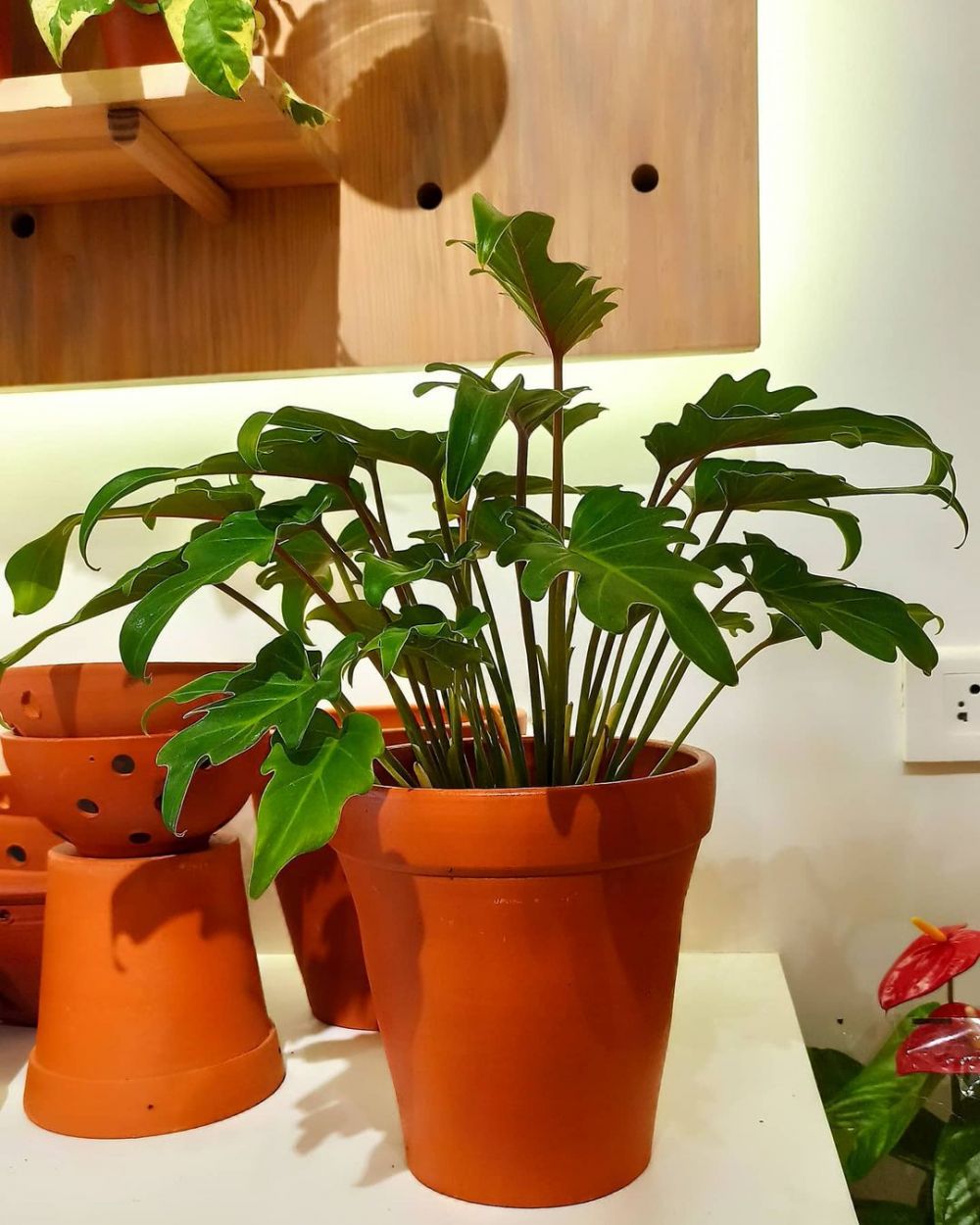 4 Cara  merawat  tanaman  philodendron agar  tumbuh  subur 