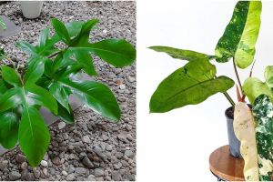 4 Cara merawat tanaman philodendron agar tumbuh subur