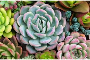 8 Cara merawat tanaman sukulen agar subur dan indah
