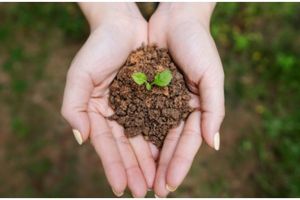 40 Kata-kata bijak tentang merawat bumi, bisa jadi pengingat diri