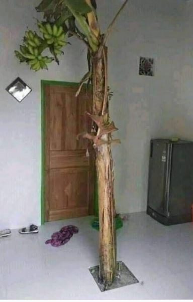 10 Potret lucu akibat kelamaan WFH, kreatifnya bikin tepuk jidat