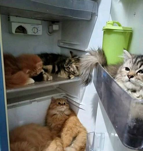 10 Potret lucu akibat kelamaan WFH, kreatifnya bikin tepuk jidat