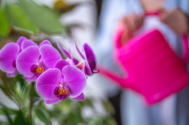 9 Cara  merawat  bunga anggrek  agar  tumbuh subur  dan  cepat 