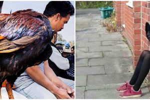 10 Momen pas manusia dengan hewan ini bikin pengen lihat dua kali