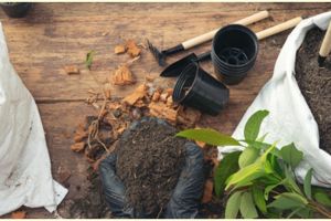 7 Jenis tanaman obat tradisional cocok ditanam di rumah & manfaatnya