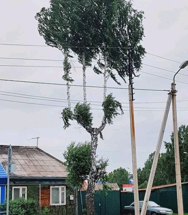 20 Potret tanaman nyeleneh ini bentuknya menipu mata, absurd abis