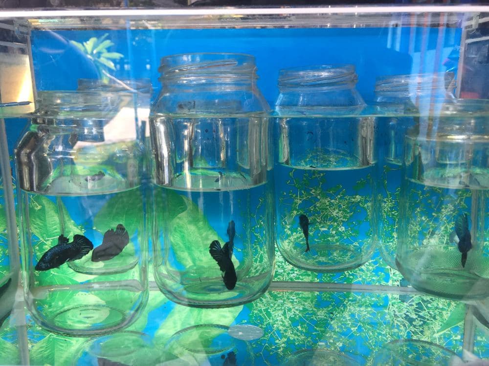 Ikan cupang jadi primadona di masa pandemi, pedagang raup untung besar