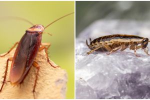 12 Cara membasmi kecoa di dalam rumah, mudah dengan bahan alami