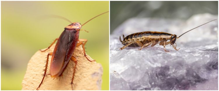 12 Cara Membasmi Kecoa Di Dalam Rumah Mudah Dengan Bahan Alami 12 Cara Membasmi Kecoa Di Dalam Rumah Mudah Dengan Bahan Alami