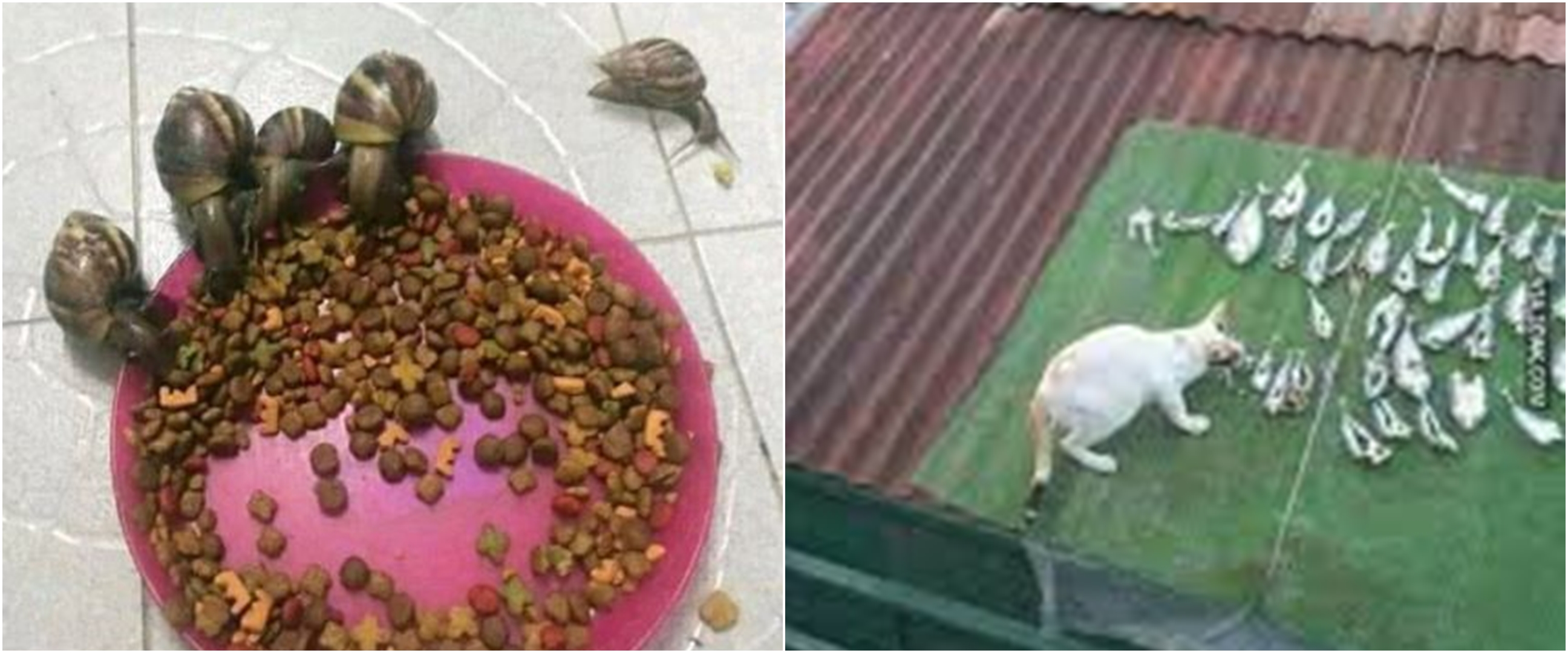 10 Potret 'mukbang' ala hewan ini kocak, tingkahnya bikin senyum