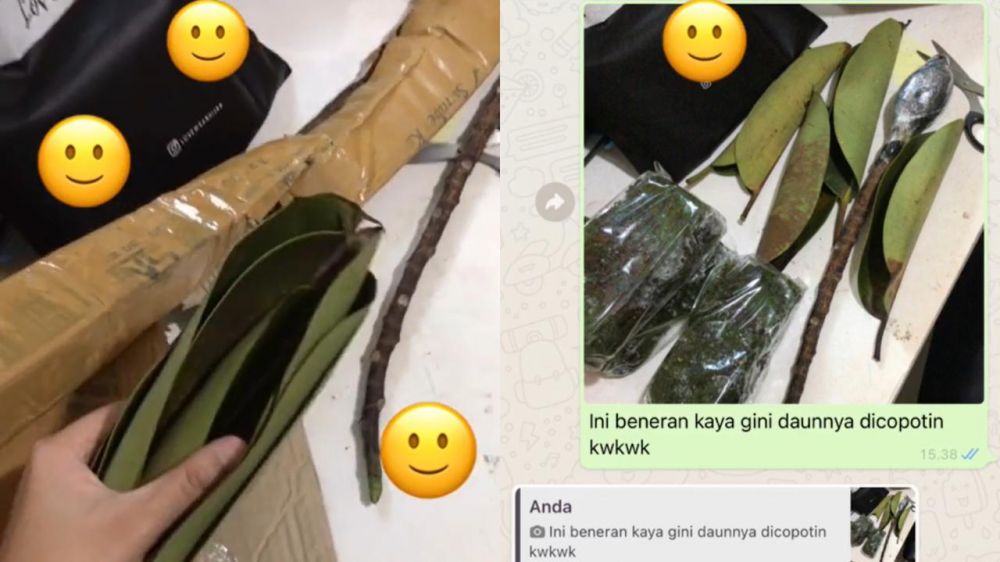 Kisah viral perempuan beli tanaman ini lucunya bikin tepuk jidat