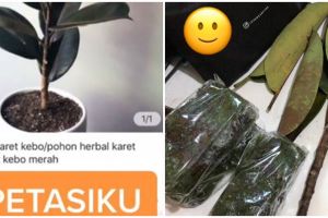 Kisah viral perempuan beli tanaman ini lucunya bikin tepuk jidat