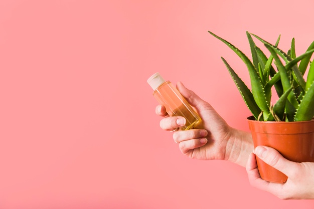 10 Cara merawat lidah buaya dalam pot agar tidak mudah busuk