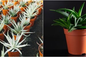 10 Cara merawat lidah buaya dalam pot agar tidak mudah busuk